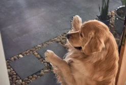 HERCULES EXTRUDED Sliding Screen Door UNASSEMBLED -Home Screen Window Discount Store BronzeDoor MID Interior DOG 6 23594.1674246104.1280.1280 52503.1674246112